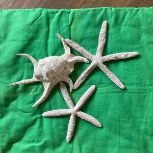 Natural Starfish and  Chiragra Spider Conch Shell Decor Set